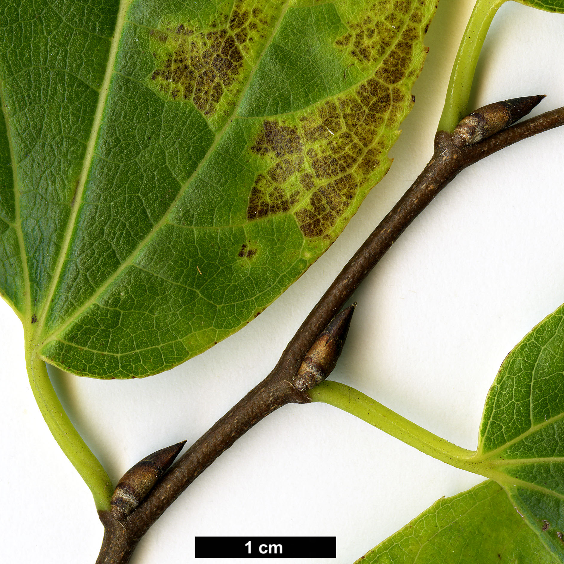 High resolution image: Family: Cannabaceae - Genus: Celtis - Taxon: vandervoetiana